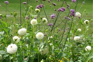 Blumenwiese