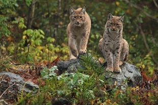 Luchs im Tierfreigelaende