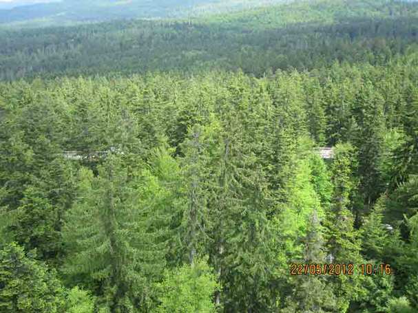 Wald