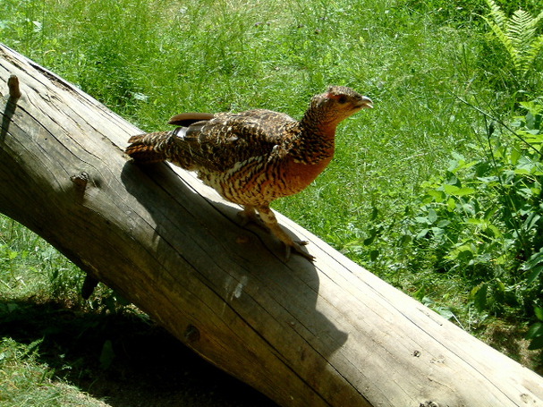 Auerhuhn
