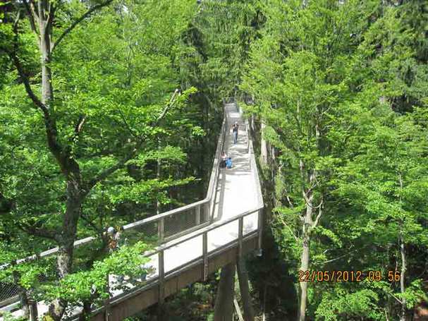 Baumwipfelpfad