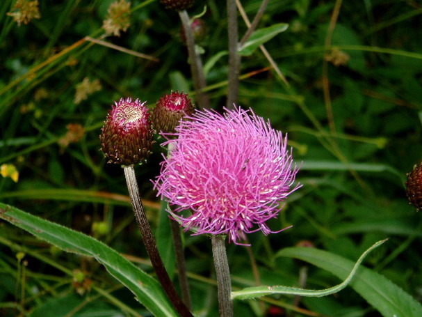 Blumen