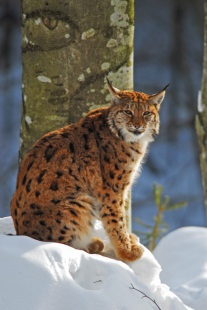 Luchs