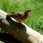 Auerhuhn