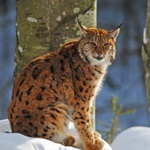 Luchs